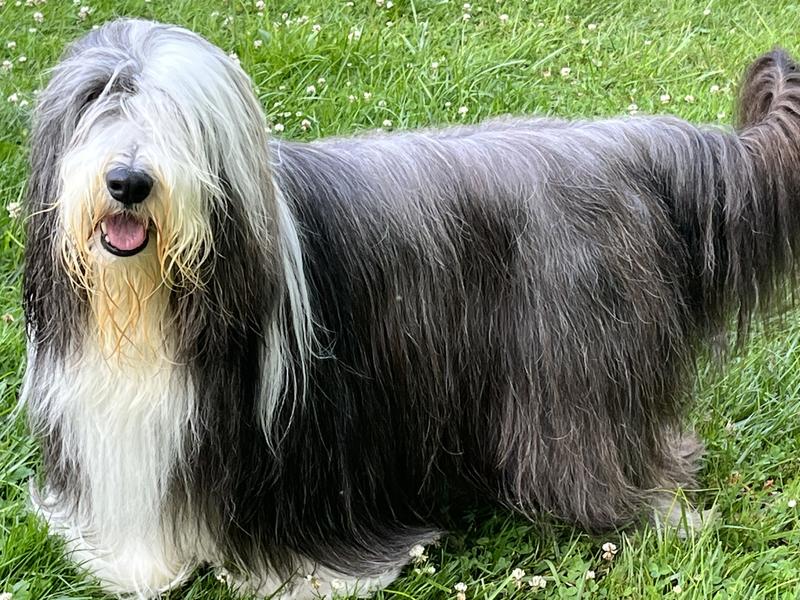 Freshpet Vital Beef & Lamb GrainFree Dog Food 5.5 lbs