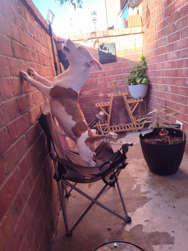 Trying to get a squirrel 🐿️