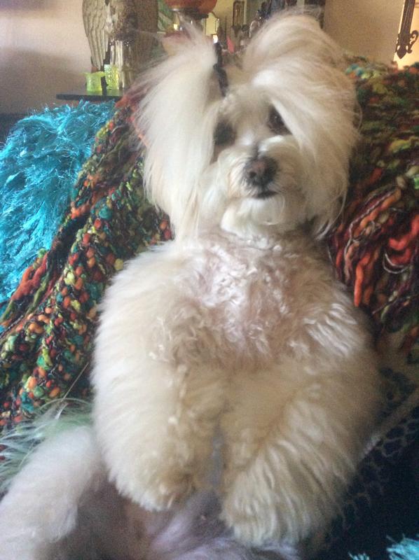 Healthy Freshpet Dog