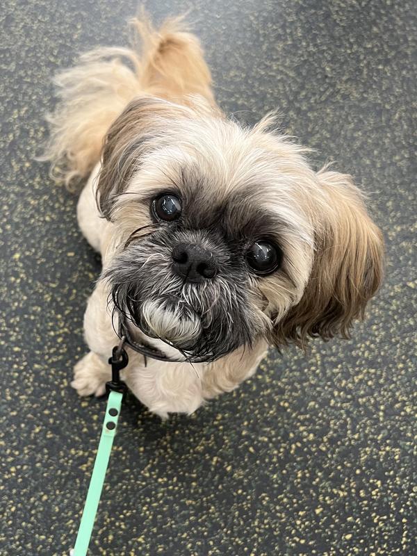 Freshpet Fresh From the Kitchen, Healthy Natural Dog Food