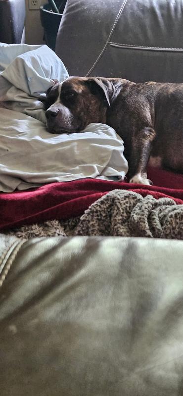 Bayleigh snoozing after breakfast!
