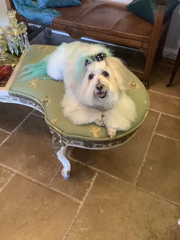 Happy Freshpet Dog