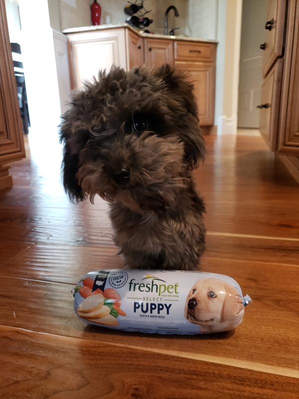 Freshpet Tender Chicken with Vegetables Puppy Food