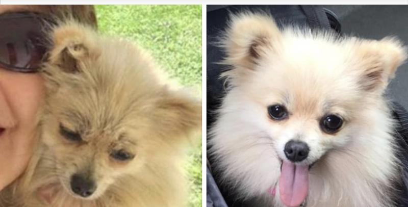 Pomeranian Shedding Level | ppgbbe.intranet.biologia.ufrj.br