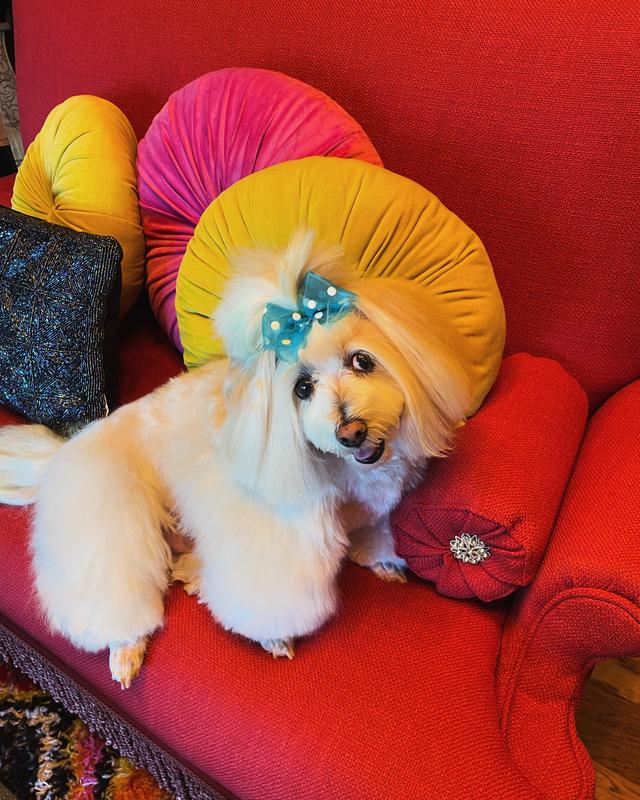 Healthy Freshpet Dog
