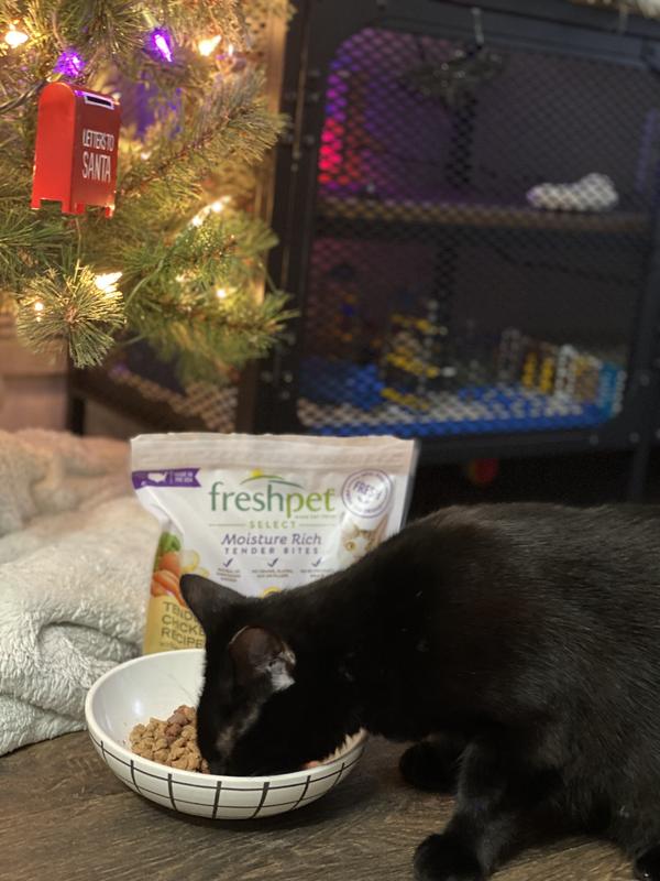 Freshpet Tender Chicken with Garden Veggies Cat Food