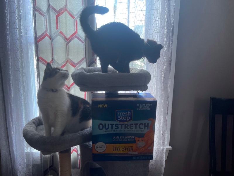 Switching retailers cat litter