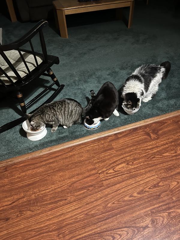 My 3 girls
