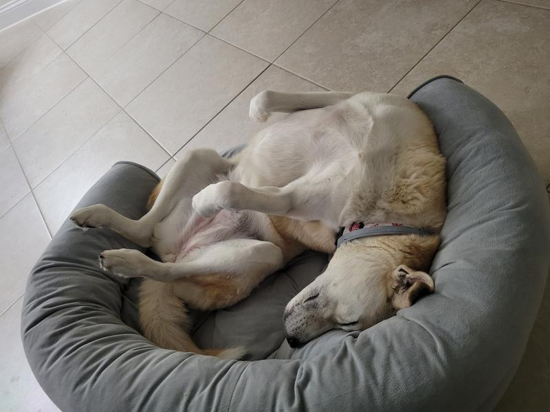 Frontgate store dog beds