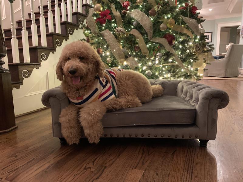 Tufted dog outlet couch