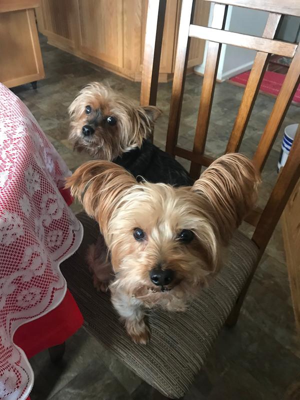 Frontline for outlet yorkies