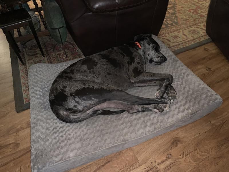 FurHaven Ultra Plush Luxe Lounger Orthopedic Pet Bed at Tractor Supply Co.