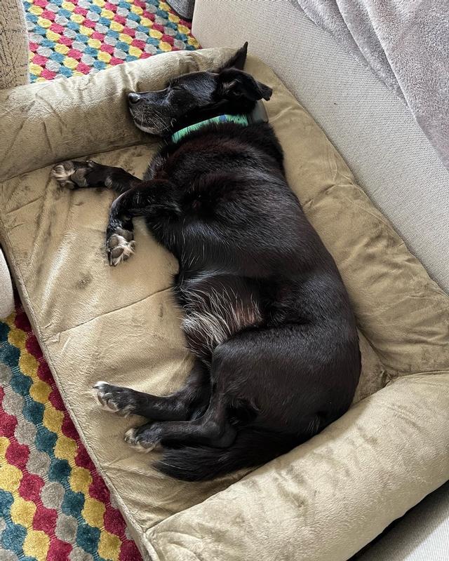 FurHaven Rectangular Harbor blue Polyester Sofa Dog Bed ( Small ) at ...