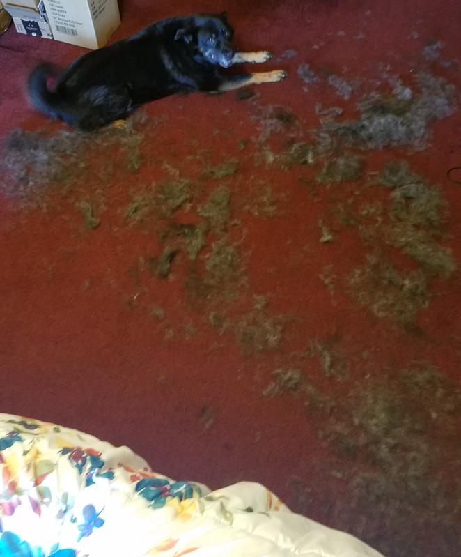 Duke
