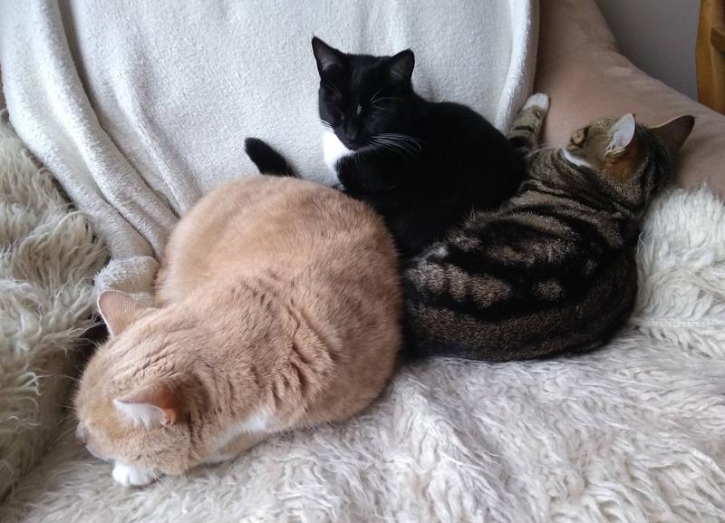 The furry bunch