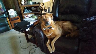 animal planet laser toy