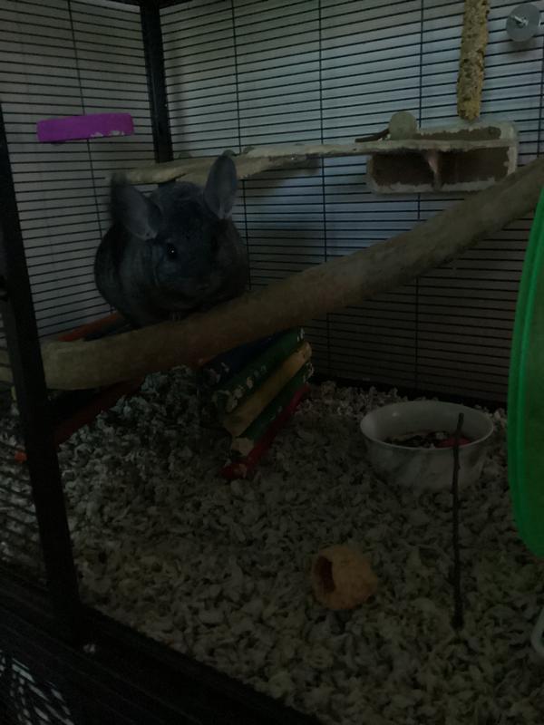Chunk loved these mini hay bales!