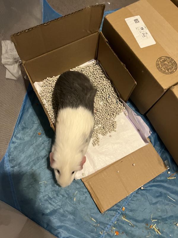 Guinea Min exploring the litter corner