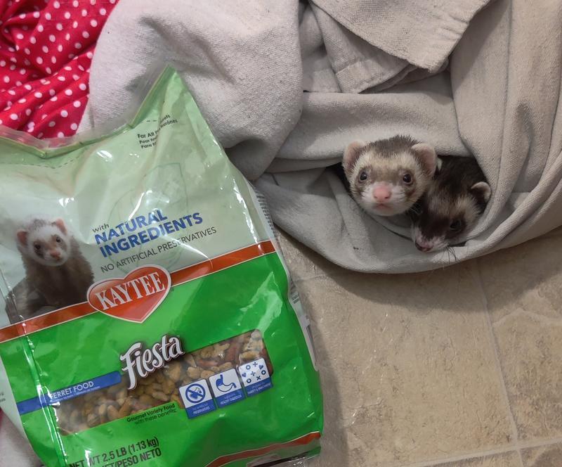 Kaytee hotsell ferret food