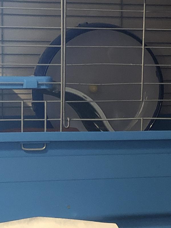 Guinea Pigs Wheel