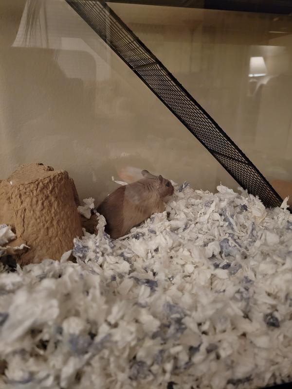 They love their new bedding!