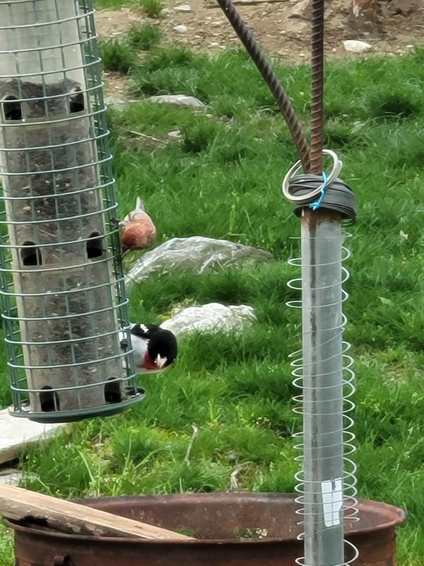 Bird feeder