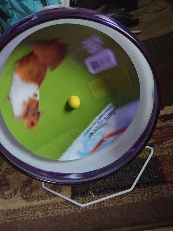 Guinea Wheel