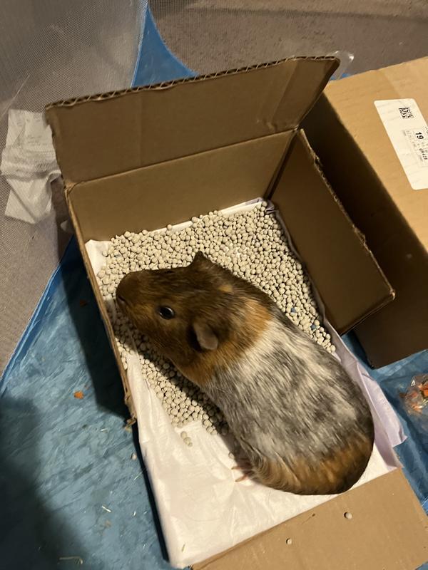 Chocolate in the litter corner