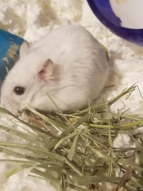 Kaytee Field+Forest Carrot Mini Hay Bale, 3.5 oz.