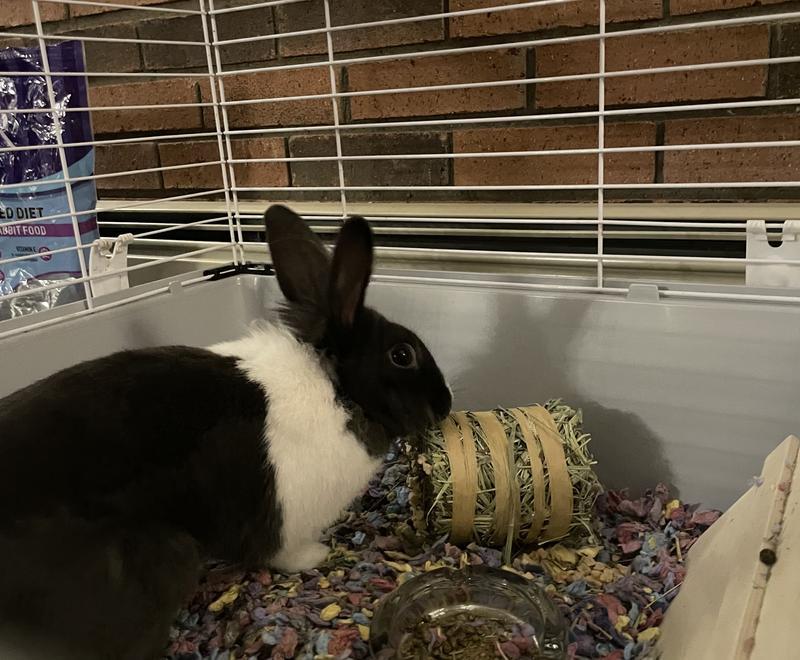 Kaytee Field and Forest Mini Hay Bale Carrot and Marigold 2