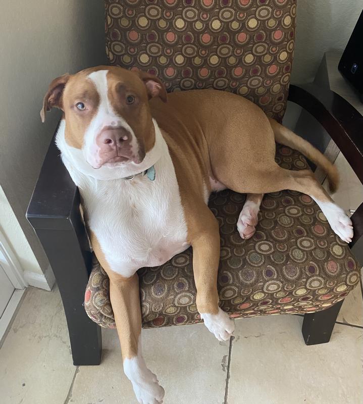 Picture of my dog for cuteness!