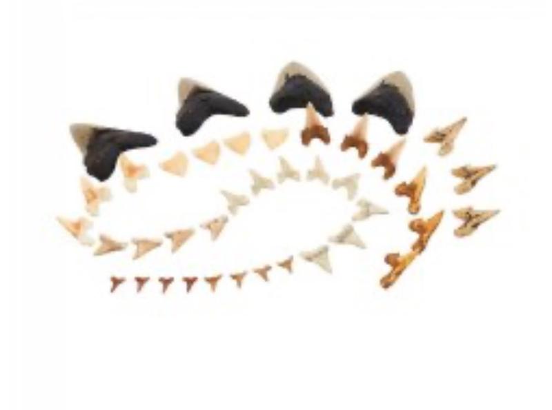 Super Shark Teeth Set - 40 Pieces | Kaplan Early Learning