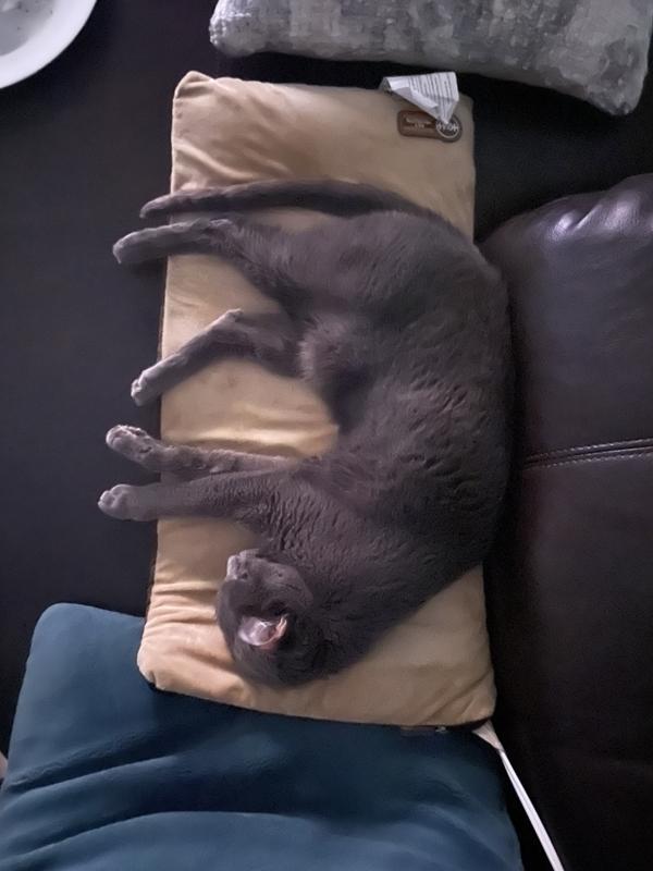 Warm and happy kitty