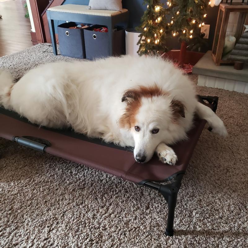 Ninipet 2024 dog bed