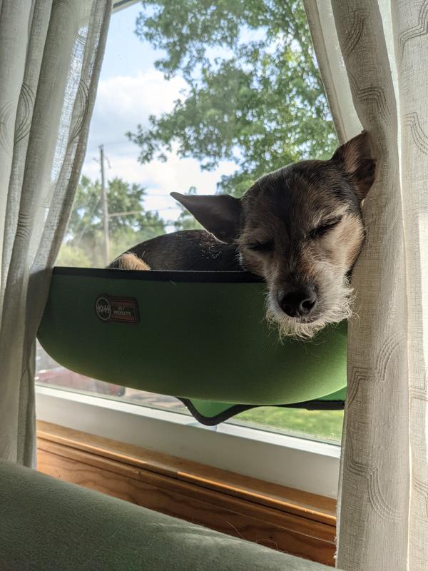 Cat nap