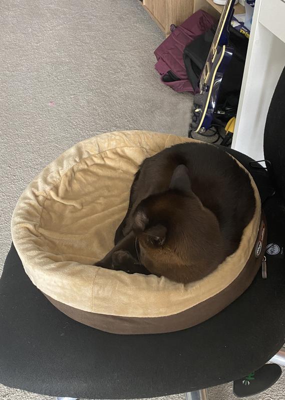 Pixel loves this new bed, thank you.