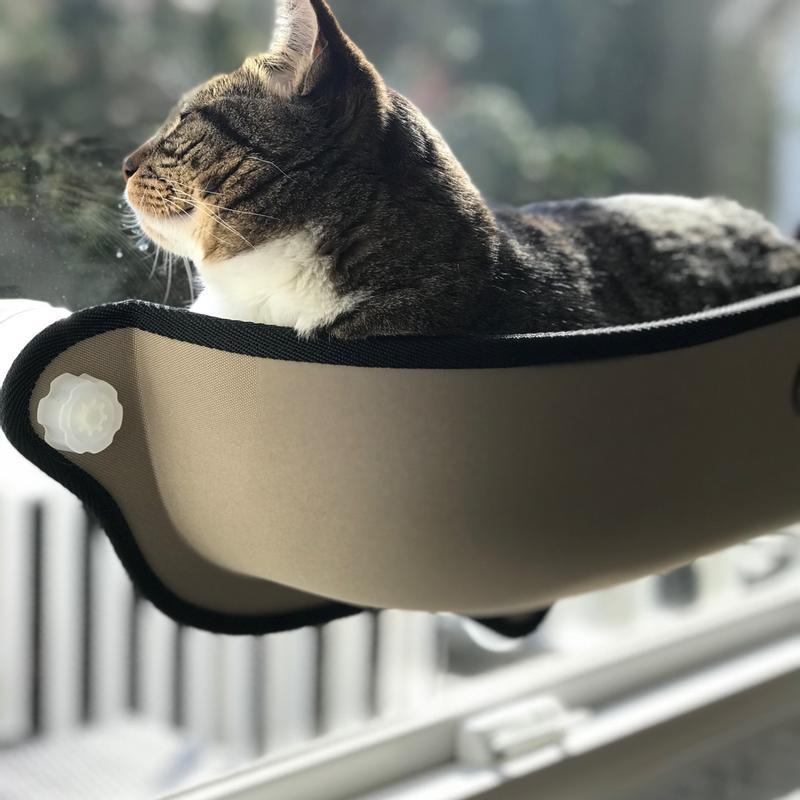 Cat bed window outlet suction cups