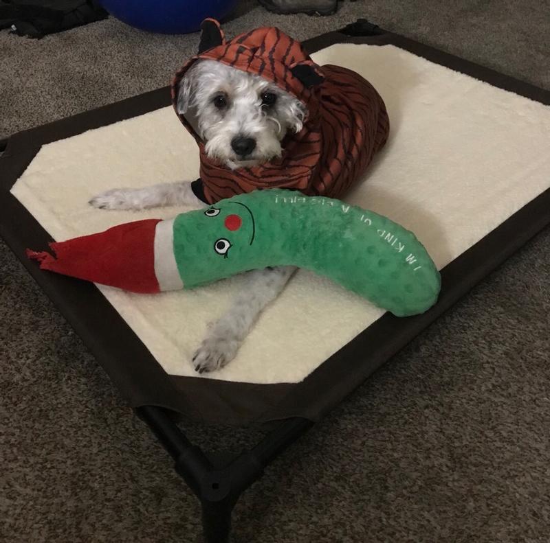 Self-Warming Pet Cot™ Self-Warming, Raised Dog Bed — K&H Pet