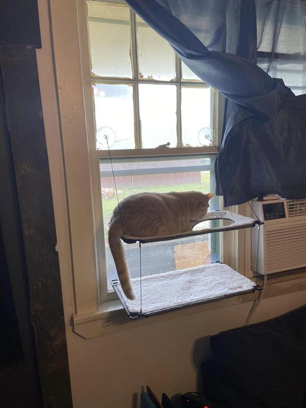 Cat hotsell window lounger