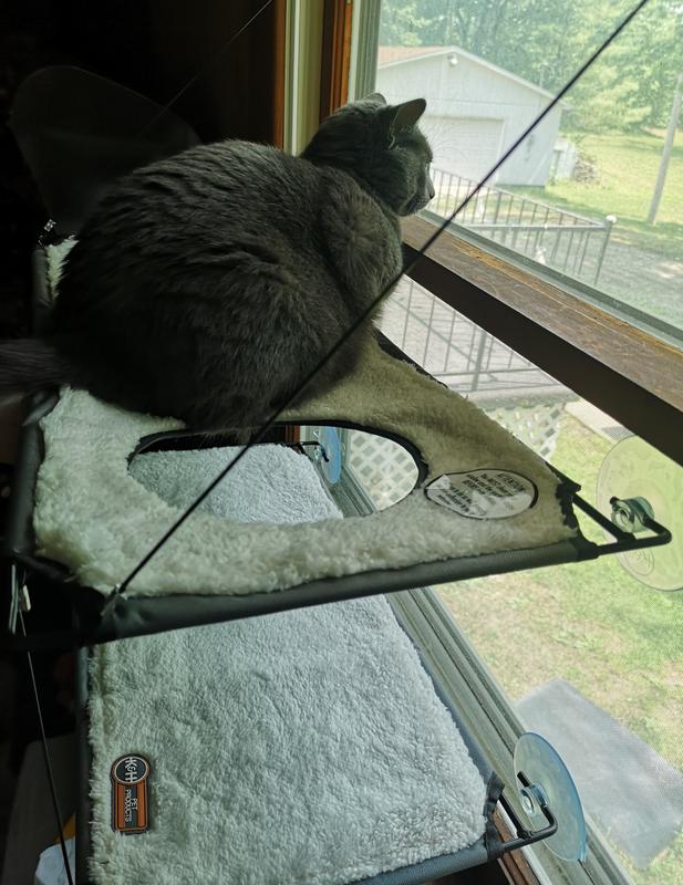 Cat car hotsell window hammock