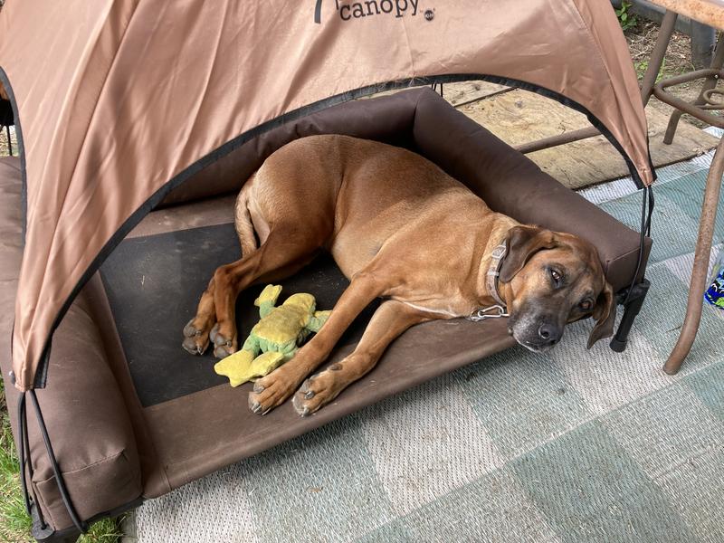 Pet 2024 cot canopy