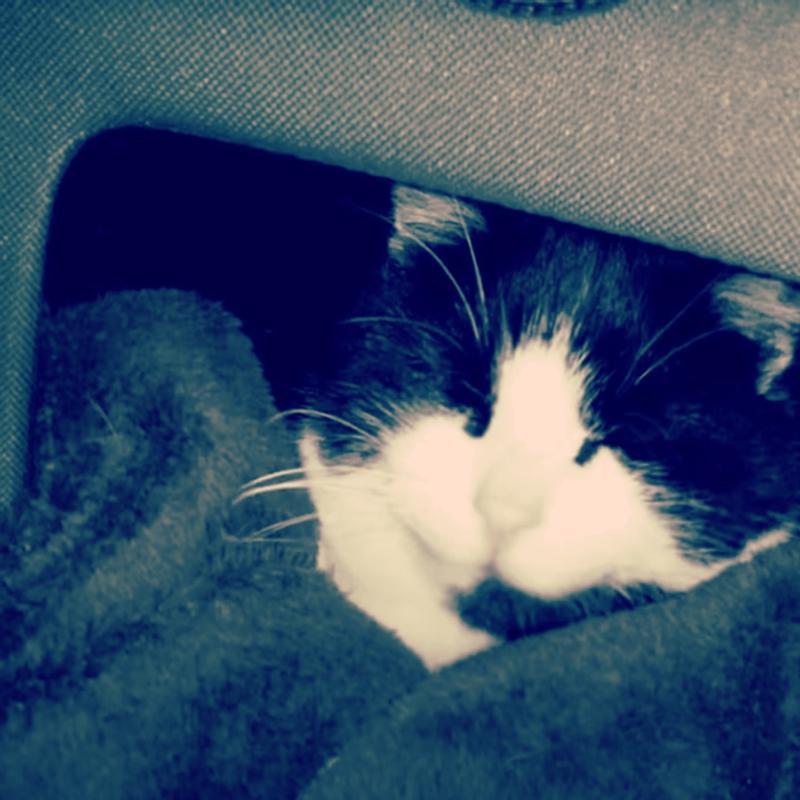 K&H Camo Thermo Outdoor Cat House Realtree