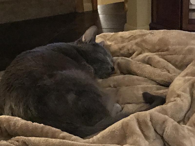 Smokey loves the heating pad under his blanket!