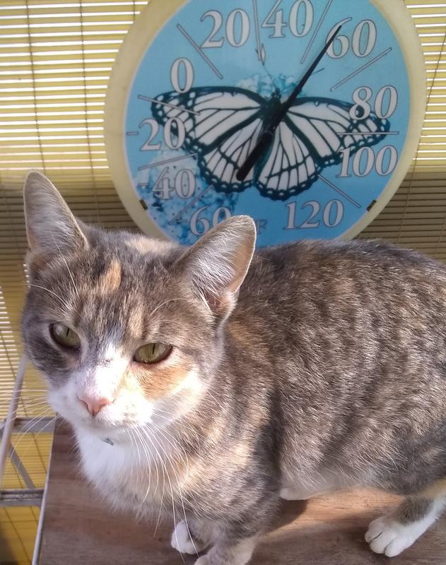 Felica my rescue kitty