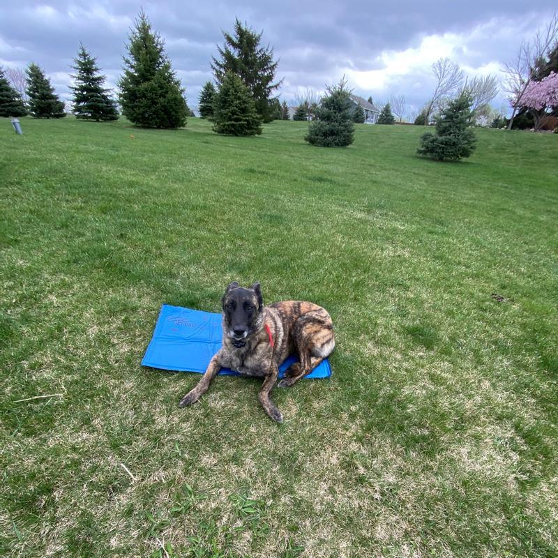 K&H Cooling Pad for Dogs, 15"L X 20"W Petco