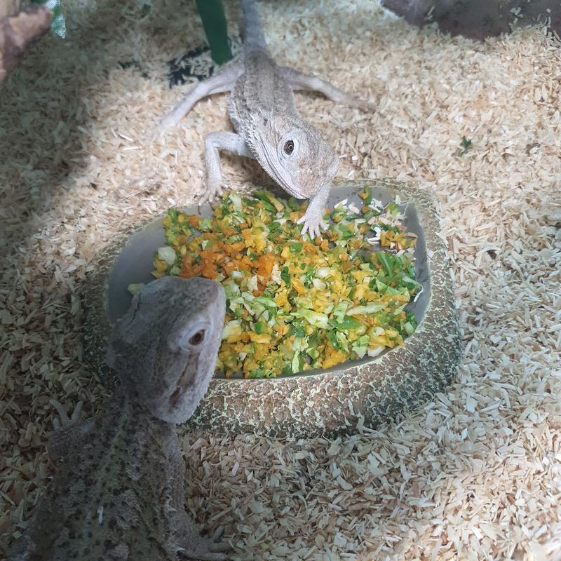 Dwarf Bearded Dragons loving their vegetable mix