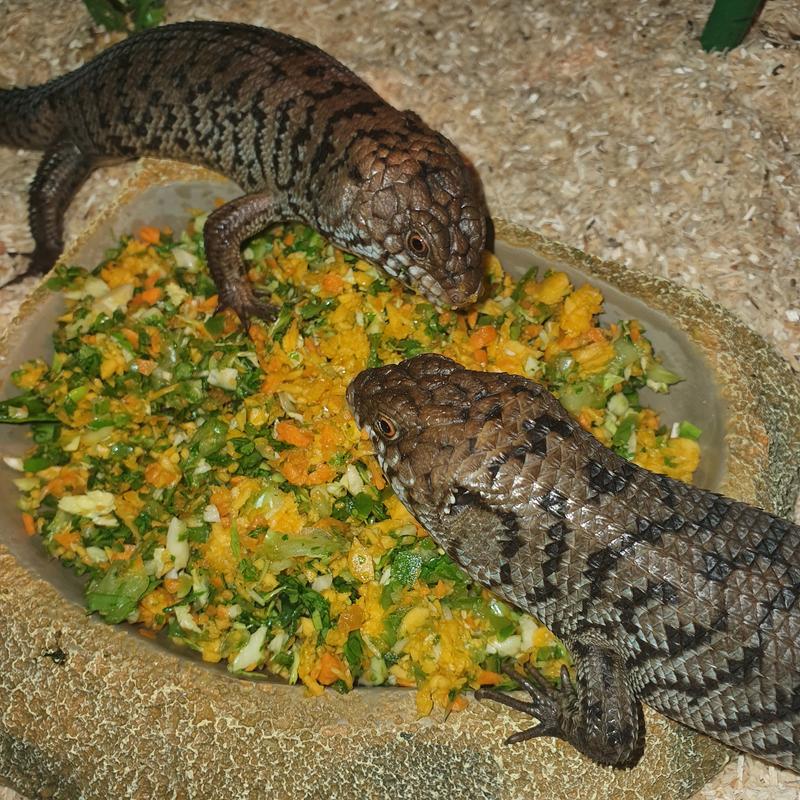 Cunningham Skinks loving their vegetable mix