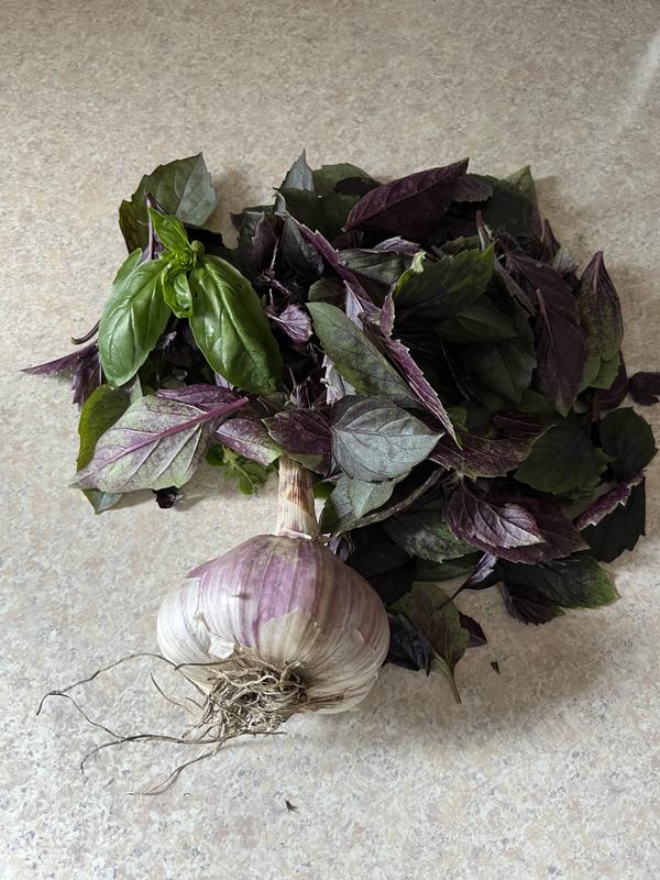 Basil Pesto in 5 minutes