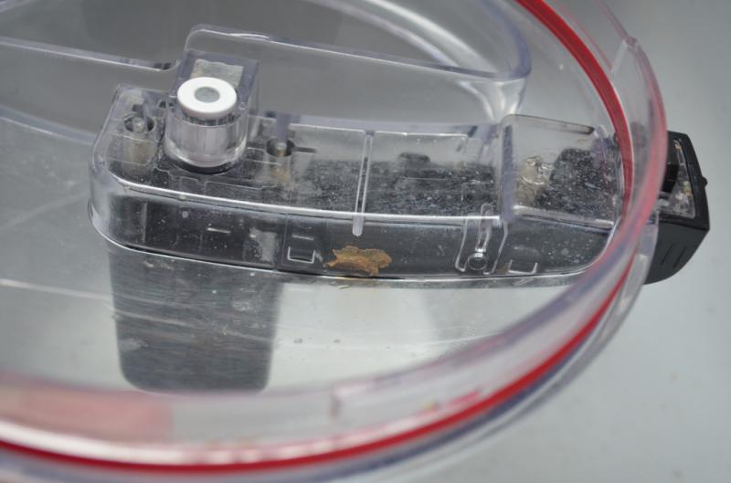 food particle trapped