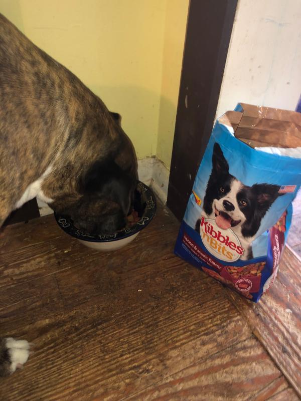Kibbles and bits coupons walmart sales